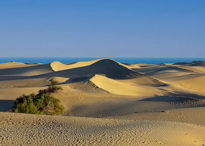 Camelias 215 By Pride Maspalomas (Gran Canaria)